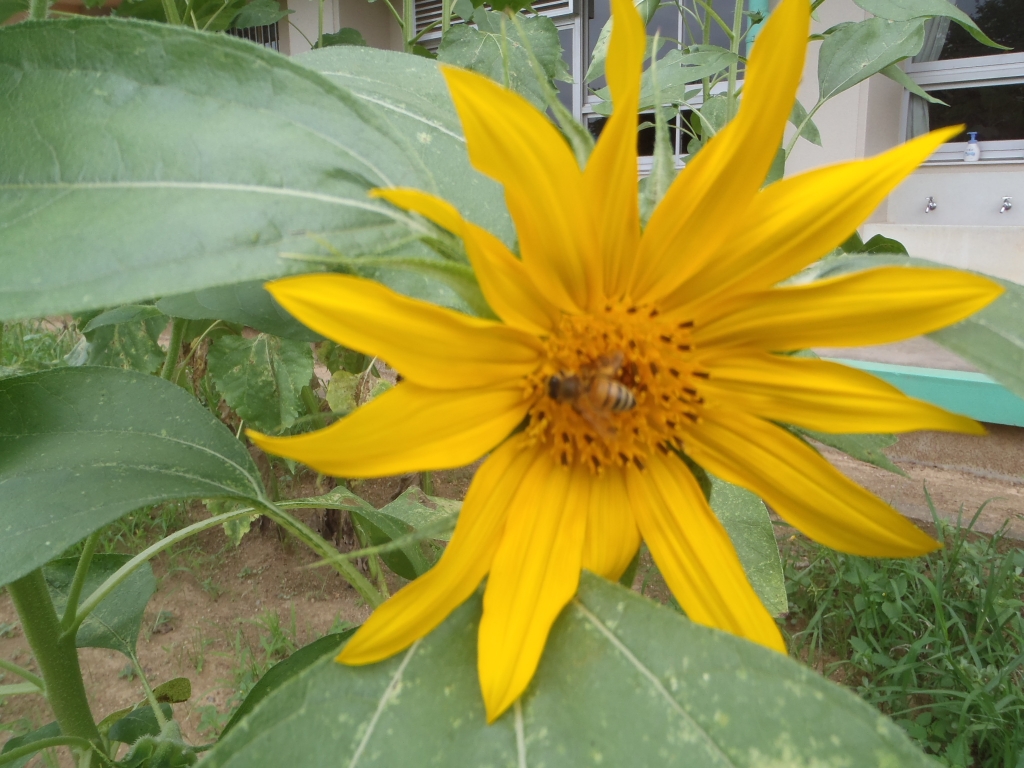 深谷市立川本南小学校